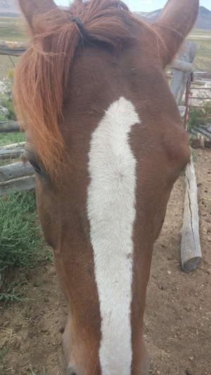 front-facing head image